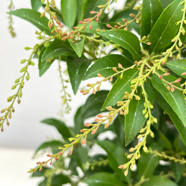 アセビ(馬酔木):クリスマスチアー6号鉢植え