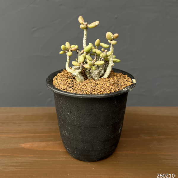 チレコドン：スカエフェリアナス　3号鉢植え