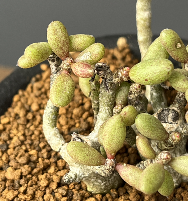 チレコドン：スカエフェリアナス　3号鉢植え