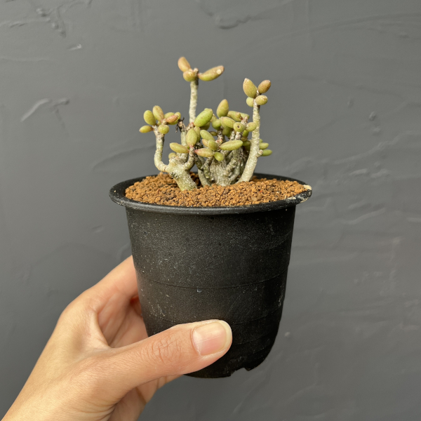 チレコドン：スカエフェリアナス　3号鉢植え