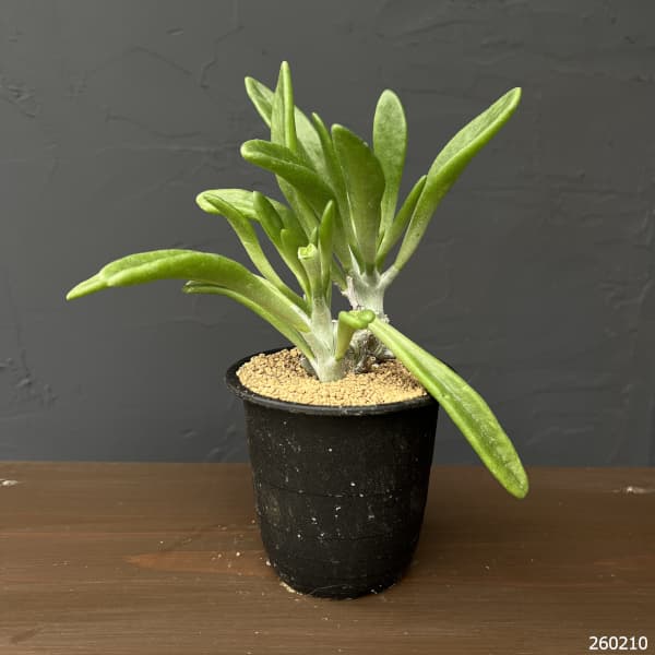 チレコドン：グランディフロールス　3号鉢