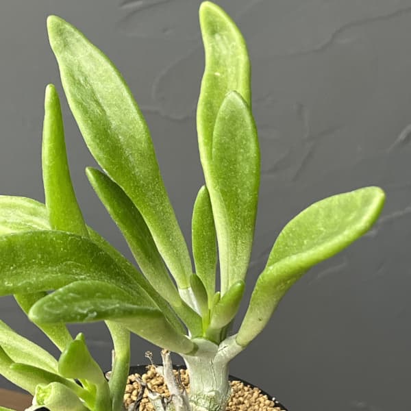 チレコドン：グランディフロールス　3号鉢