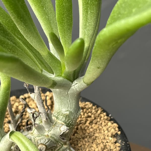 チレコドン：グランディフロールス　3号鉢