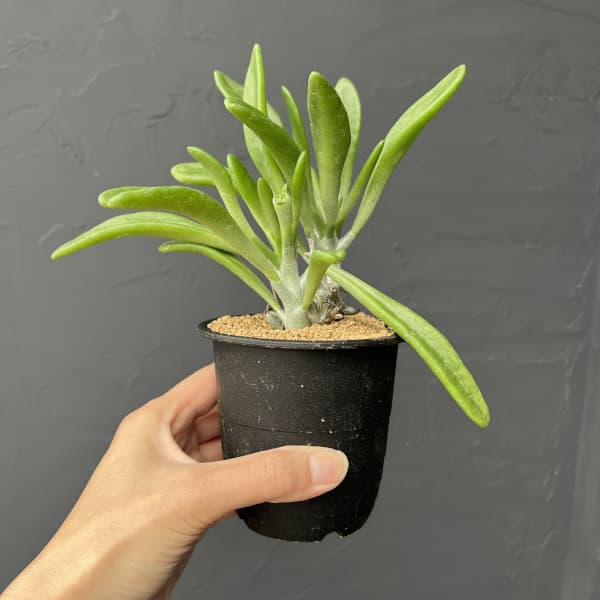 チレコドン：グランディフロールス　3号鉢