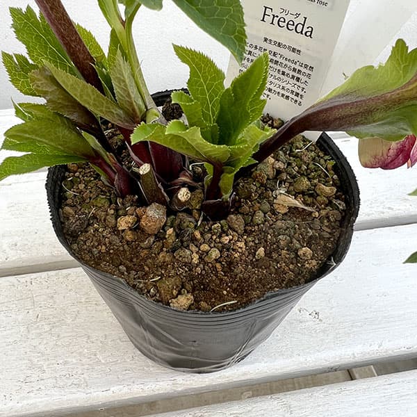 杉光園芸さんのクリスマスローズ：ＦＲＥＥＤＡ（フリーダ）24-22／4号ポット（開花終了株）