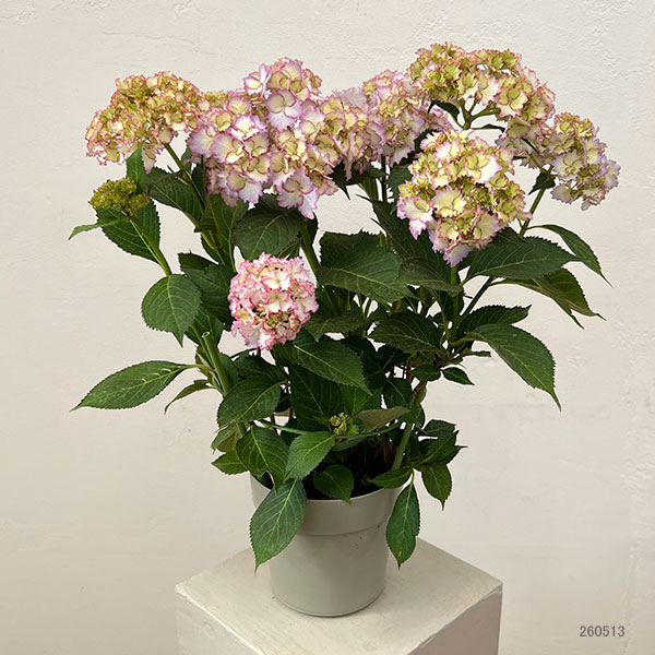 アジサイ：美琴（みこと）5号鉢植え