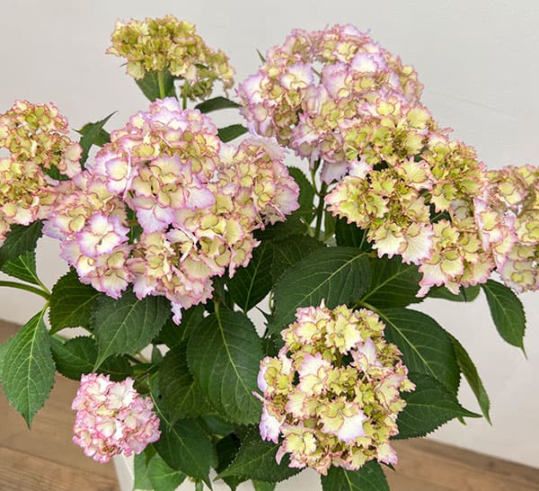 アジサイ：美琴（みこと）5号鉢植え