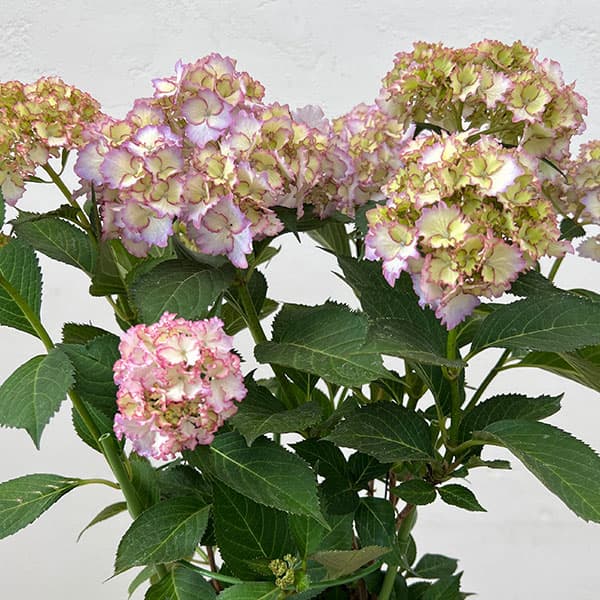 アジサイ：美琴（みこと）5号鉢植え