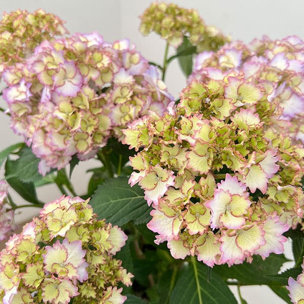 アジサイ：美琴（みこと）5号鉢植え