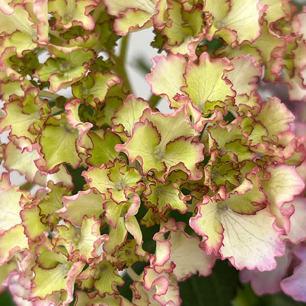 アジサイ：美琴（みこと）5号鉢植え