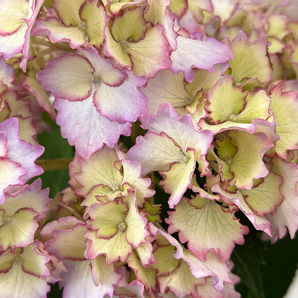 アジサイ：美琴（みこと）5号鉢植え