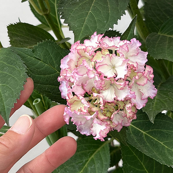 アジサイ：美琴（みこと）5号鉢植え