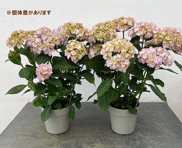 アジサイ：美琴（みこと）5号鉢植え