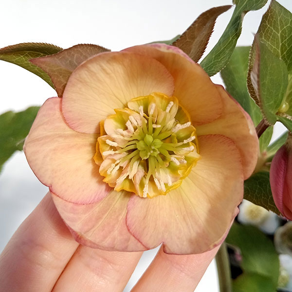 クリスマスローズ セミダブルまとめ売り 園芸ネット本店｜クリスマス