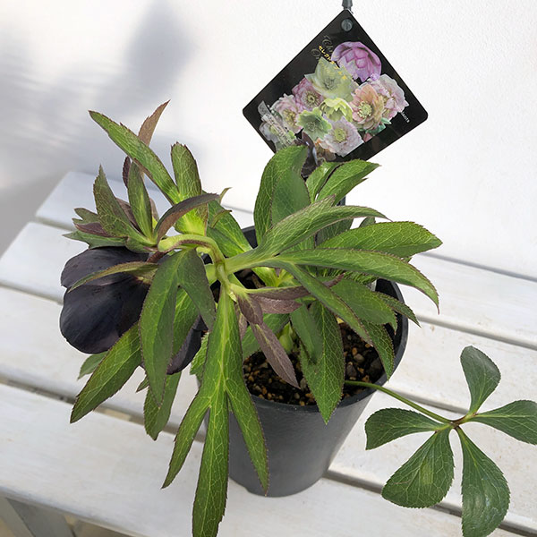 園芸ネット本店｜クリスマスローズ：セレクトダブル24-36／2Lポット の