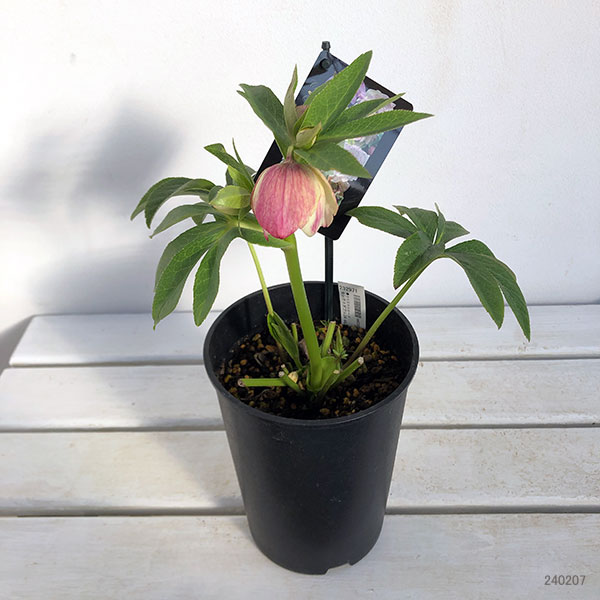 園芸ネット本店｜クリスマスローズ：セレクトダブル24-44／2Lポット の