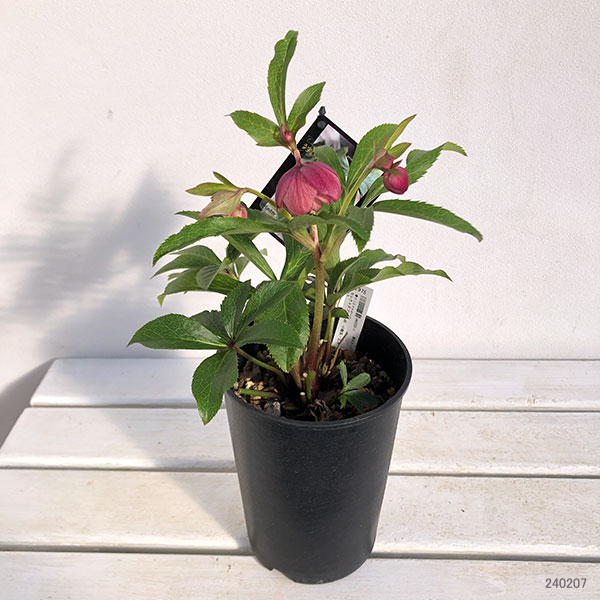 園芸ネット本店｜クリスマスローズ：セレクトダブル24-48 小輪系／2L