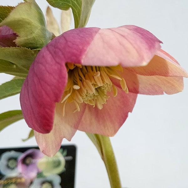 クリスマスローズ....その2 園芸ネット本店｜クリスマスローズ：セレクトシングル24-06／2Lポット