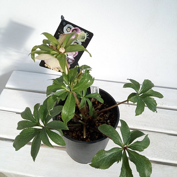 園芸ネット本店｜クリスマスローズ：セレクトシングル24-11／2Lポット