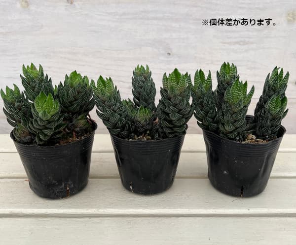 園芸ネット本店｜ハオルチア：カルフィニー 3.5号硬質ポット の通販