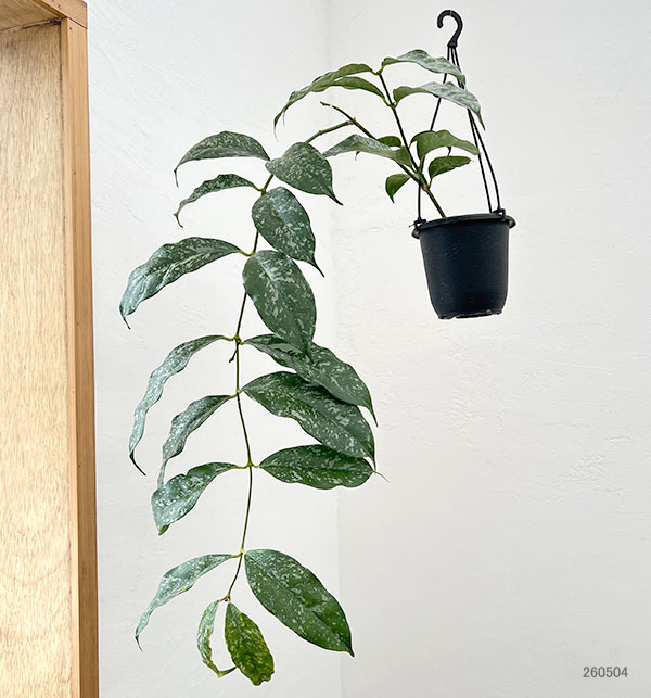 ホヤ：キスティアンサ　スプラッシュ（花芽もしくは花座付き）　4号吊り鉢