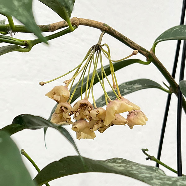 ホヤ：キスティアンサ　スプラッシュ（花芽もしくは花座付き）　4号吊り鉢