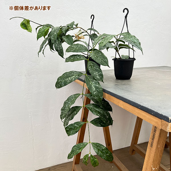 ホヤ：キスティアンサ　スプラッシュ（花芽もしくは花座付き）　4号吊り鉢