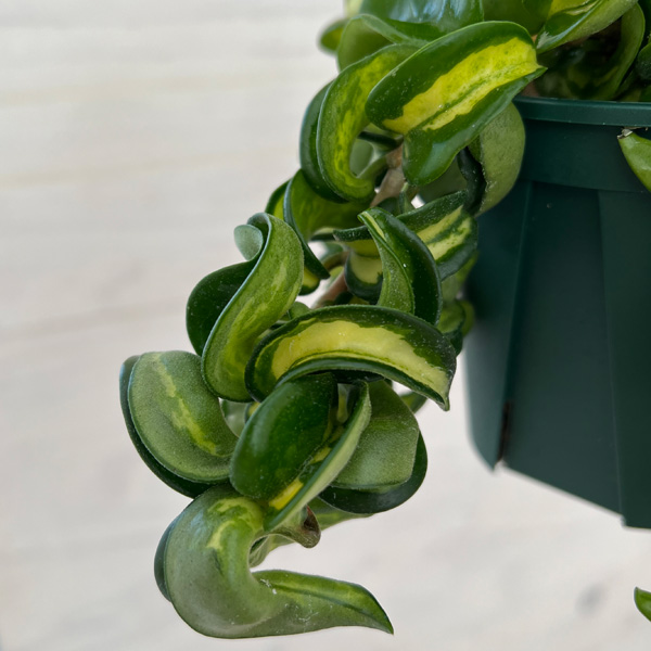 園芸ネット本店｜ホヤ：カルノーサコンパクタ（中斑入り）3.5号吊り鉢