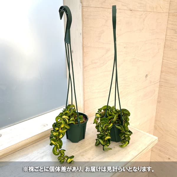 園芸ネット本店｜ホヤ：カルノーサコンパクタ（中斑入り）3.5号吊り鉢