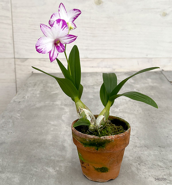 斑入りソテツ 実 苗 4号素焼鉢 * * 斑入りソテツ 実 苗 4号