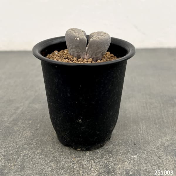 リトープス:大津絵 2.5号鉢植え