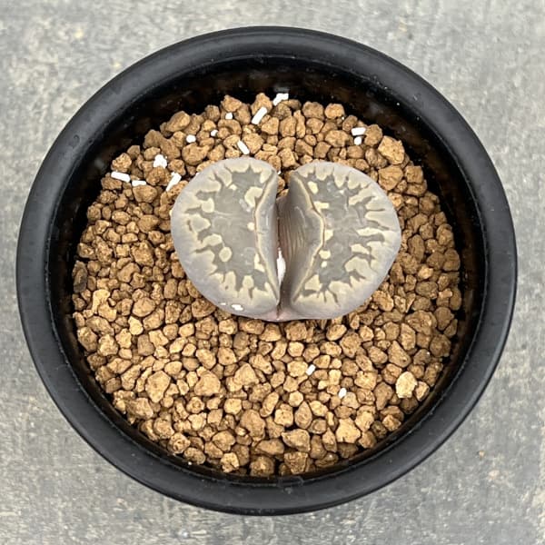 リトープス:大津絵 2.5号鉢植え