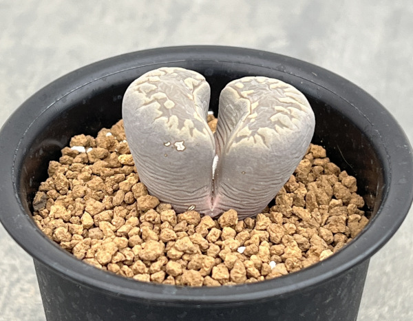 リトープス:大津絵 2.5号鉢植え