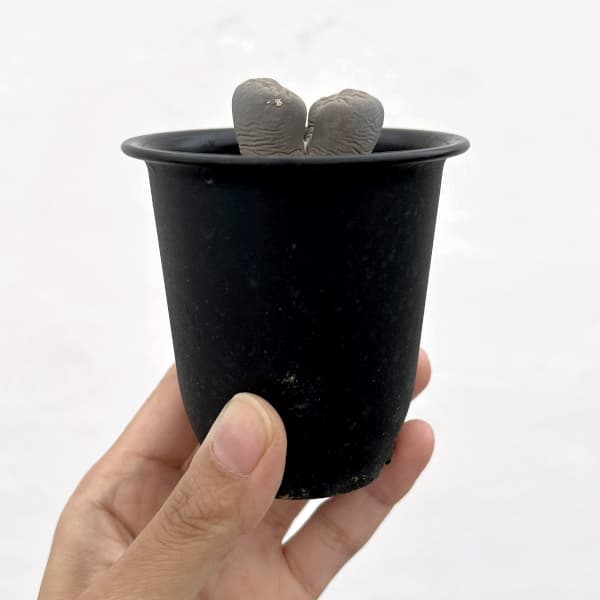 リトープス:大津絵 2.5号鉢植え