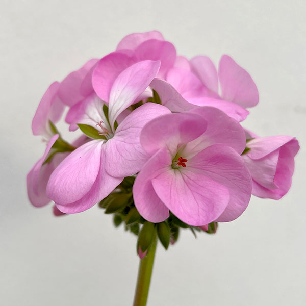 ゼラニウム：ピントプレミアム ラベンダー5号鉢植え