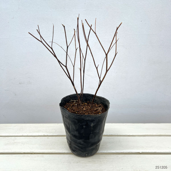 バプティシア：ダッチチョコレート4.5号ポット