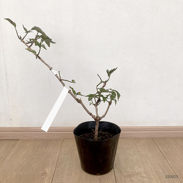 西洋ニワトコ(エルダーフラワー):ブラックタワー5号ポット