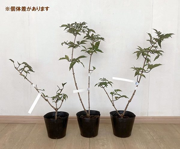 西洋ニワトコ(エルダーフラワー):ブラックタワー5号ポット