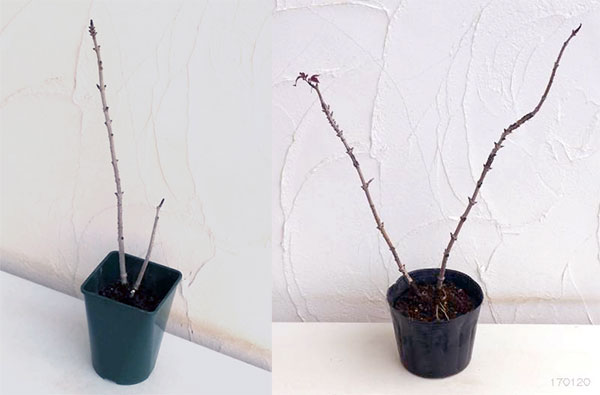 西洋ニワトコ(エルダーフラワー):ブラックタワー5号ポット