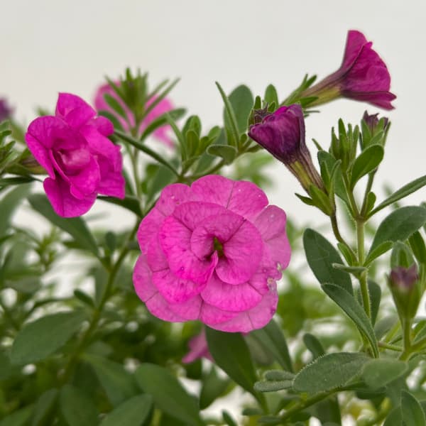 ブルマァク ゴローピンク版 Amazon.co.jp: ブルマァク ゴロー ピンク B-CLUB 復刻版 ソフビ