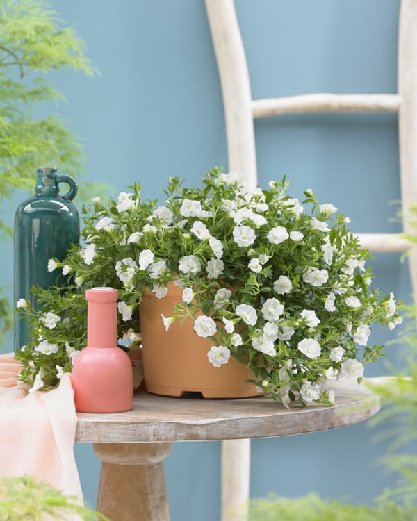 園芸ネット本店｜カリブラコア：ロージーズ ホワイト4号ポット の通販