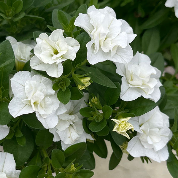 園芸ネット本店｜カリブラコア：ロージーズ ホワイト4号ポット の通販