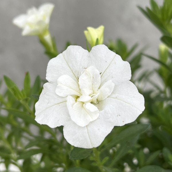 園芸ネット本店｜カリブラコア：ロージーズ ホワイト4号ポット の通販