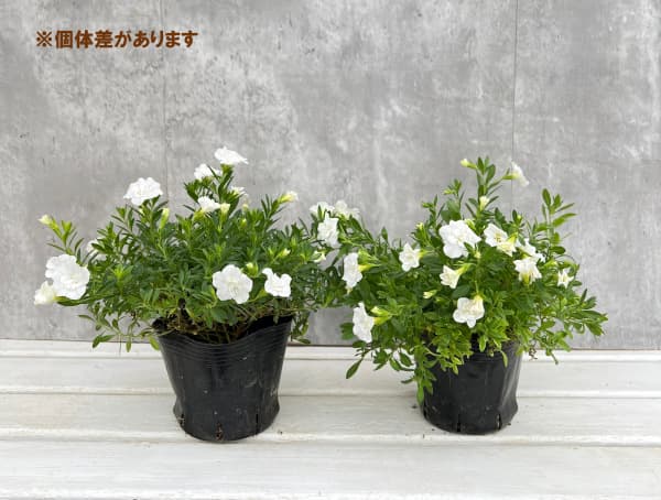 園芸ネット本店｜カリブラコア：ロージーズ ホワイト4号ポット の通販