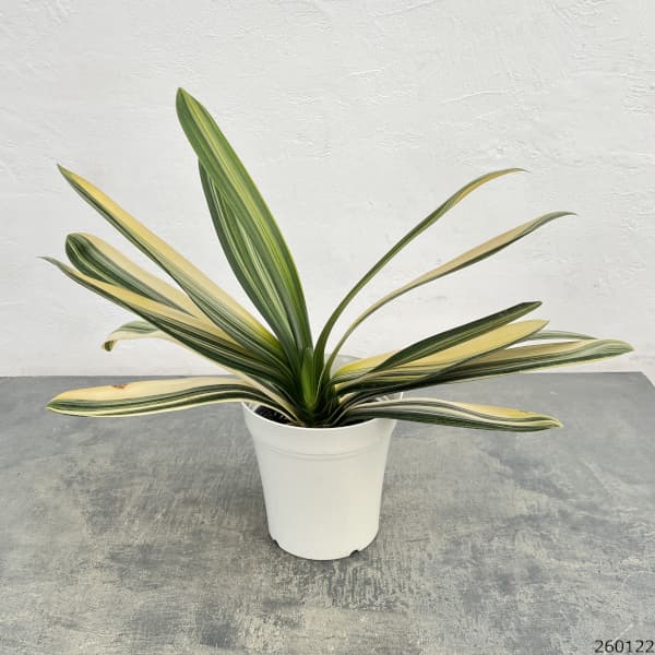 クンシラン：ダルマクンシラン斑入り5号鉢植え