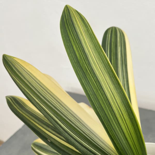 クンシラン：ダルマクンシラン斑入り5号鉢植え