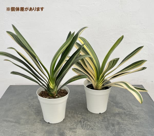 クンシラン：ダルマクンシラン斑入り5号鉢植え