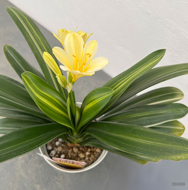 クンシラン：黄花クンシラン斑入り5号鉢植え