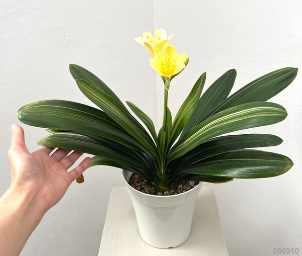 クンシラン：黄花クンシラン斑入り5号鉢植え