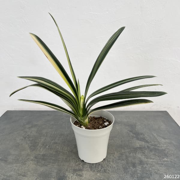 クンシラン：黄花クンシラン斑入り5号鉢植え